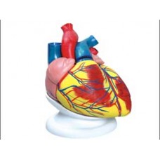 CORAÇÃO AMPLIADO ANATOMIC TZJ-0321-B
